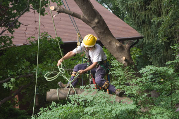 Professional Tree Removal Services in Homer, GA